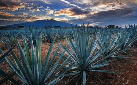 Renta de Camionetas Van para Visitar Tequila Jalisco